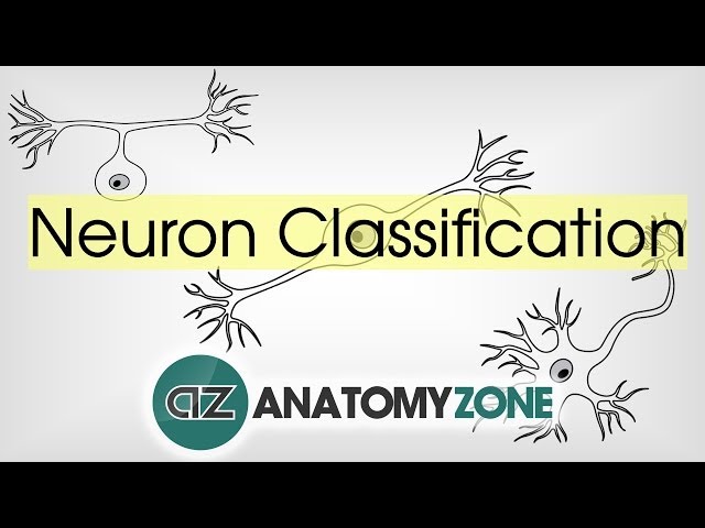 Types of Neurons by Structure - Neuroanatomy Basics - Anatomy Tutorial