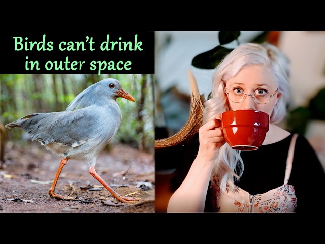 Only my rarest bird facts to drown my sorrows