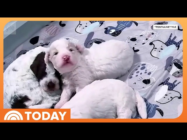 Simple Livestream of Sweet Puppies Becomes Global Obsession