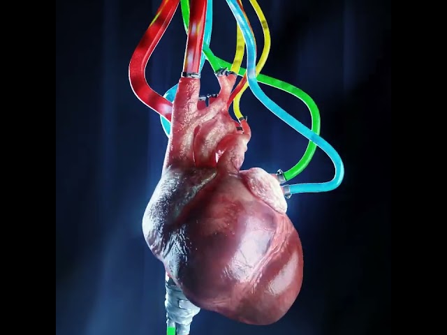 Heartbeat two | 3D loop animation