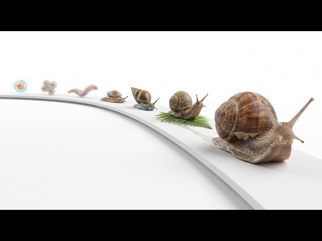 Why Are Snails Twisted? 1.5 Billion Years of Evolution 🐌