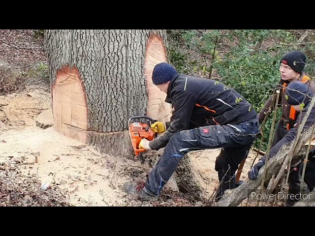 Felling an XXL oak with a 50cm bar, 1.3m DBH, massive tree, heavy timber