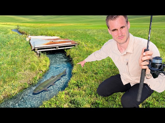Ich versuche riesige Fische in kleinen Bächen zu finden