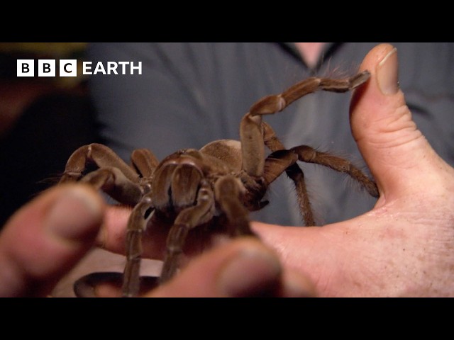 Stalking The World's Largest Tarantula | Expedition Guyana | BBC Earth