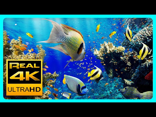 лучший расслабляющий аквариум в 4K UHD 🐠 Anti-Stress Music, Relax and Meditation.