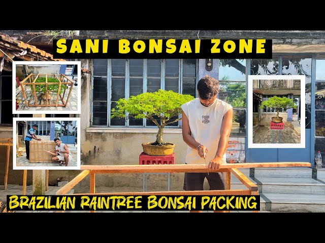 Brazilian Raintree Bonsai | Bonsai Packing | Sani Bonsai Zone