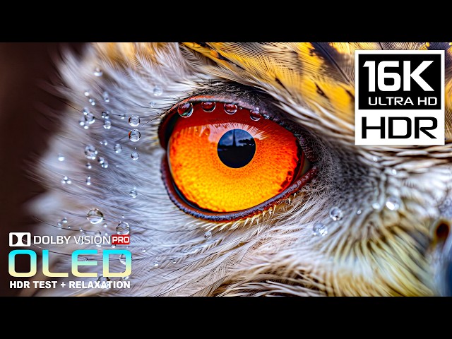Ultimate showcase Dolby Vision 16K HDR 120 fps | 8K/4K Video ULTRA HD TV