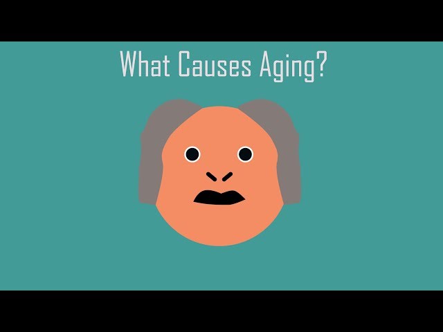 What Causes Aging?