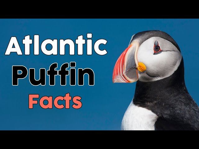 The Atlantic Puffin Facts
