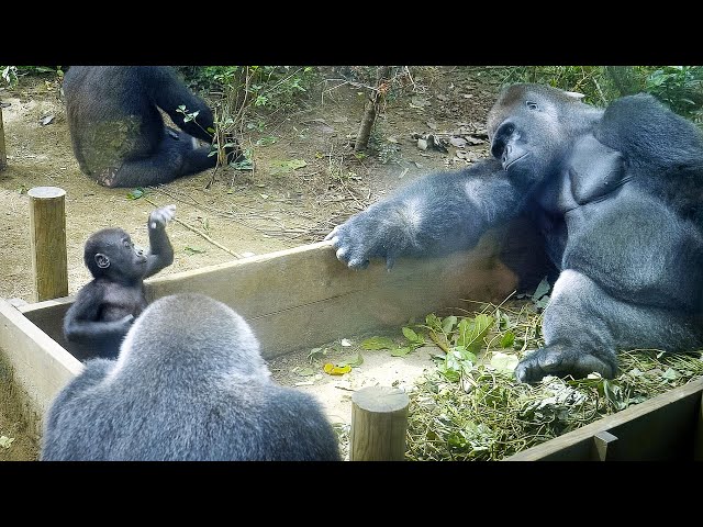 Silverback Gorilla gentlywatching his Baby beating his chest | Kyoto Zoo