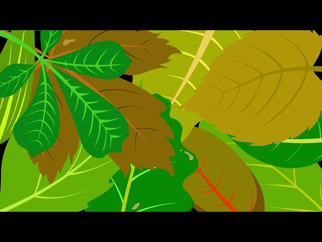 Leaf Transitions - Motion Graphics | Animation Videos | No Copyright.
