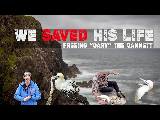 Not your AVERAGE Photography Vlog | Finding and FREEING a Juvenile GANNET on The Wild Atlantic Way