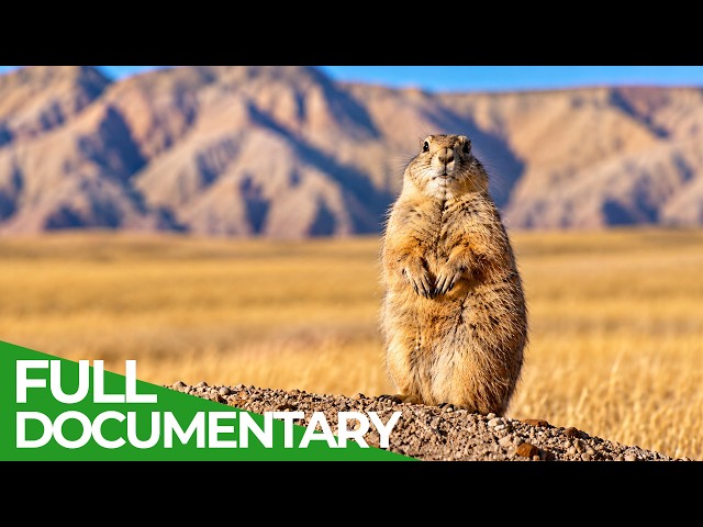 Prairie Dogs: Life in the Wild West | Free Documentary Nature