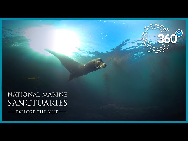 Explore The Blue: 360° Serengeti of the Sea