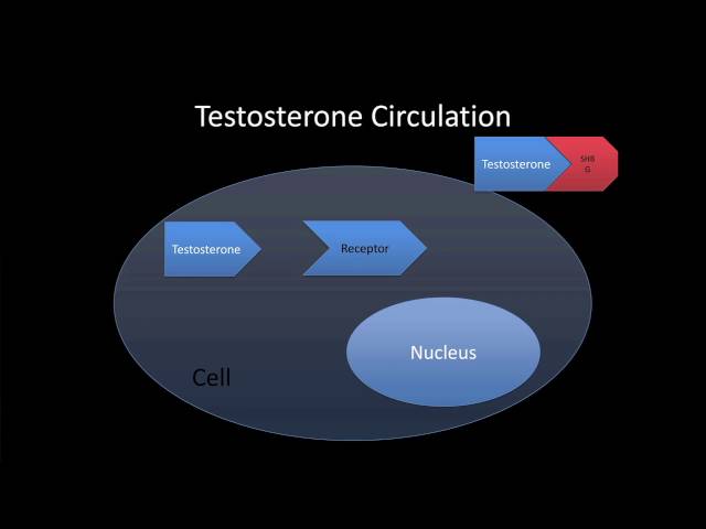 Male Hormones and the Aging Process