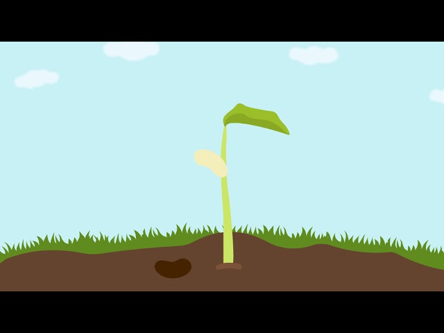 Plant growth stages