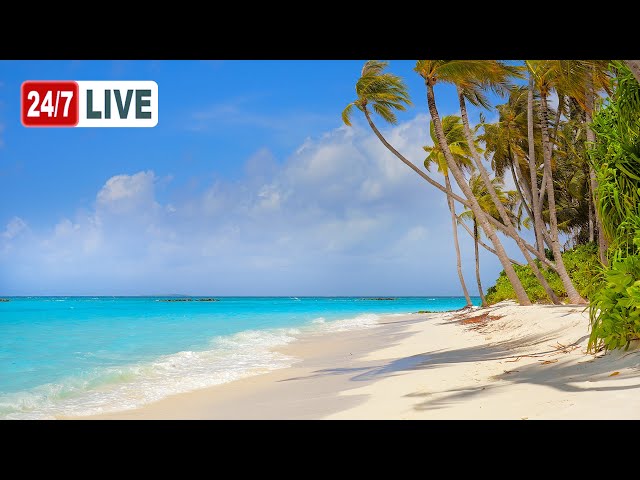 The Most Relaxing Ocean (LIVE 24/7). Ocean Sounds, Tropical Beach & Ocean Waves