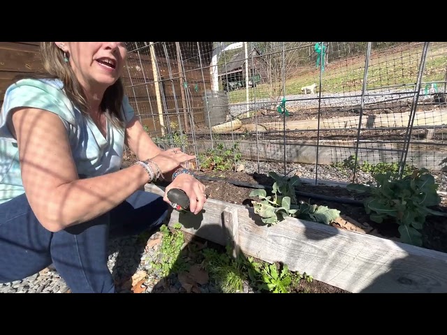 Wild Lettuce and PLANTAIN Identification and Benefits | GardensAll.com