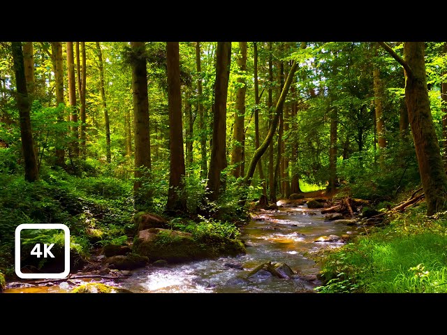 Gentle Woodland Stream and Birdsong | Relaxing Forest Nature Sounds for Focus & Calm