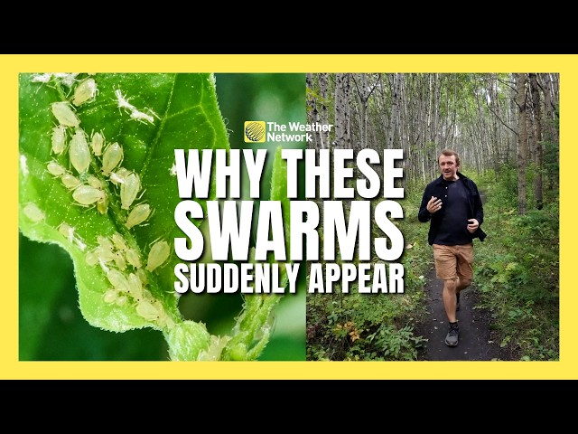 Why swarms of aphids suddenly appear in late summer