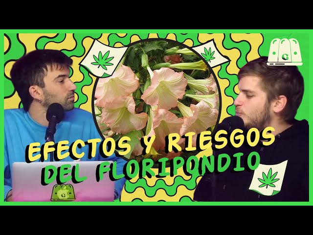 GELATINA | EFECTOS Y RIESGOS DEL FLORIPONDIO