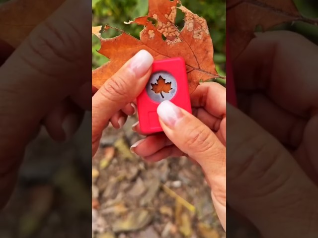 How to Trap Autumn in a Jar 🍂