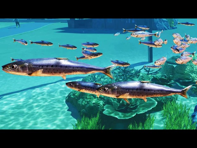 Planet Zoo 2 - Pacific Sardine Gameplay (PS5 UHD) [4K30FPS]
