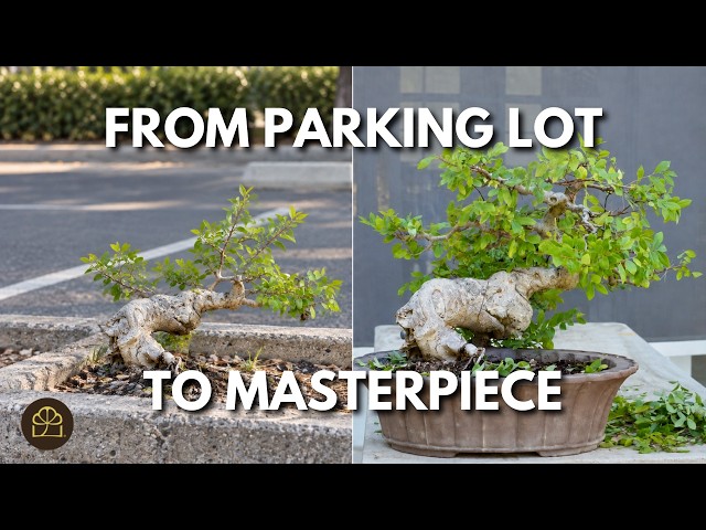 Parking Lot Sprout Into 30-Year Bonsai Masterpiece