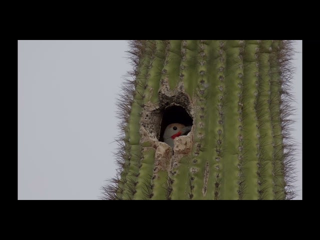 GoProMissionOnePRO_ILS: 8k Flicker In Saguaro