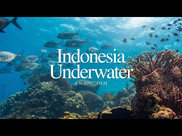 Indonesia's Hidden Paradise | Underwater Wakatobi 4K