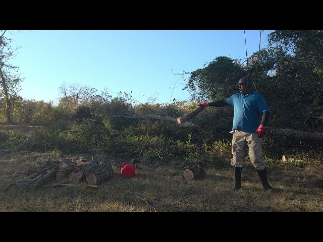 How to remove fallen trees. #williamshomesteadhaven 