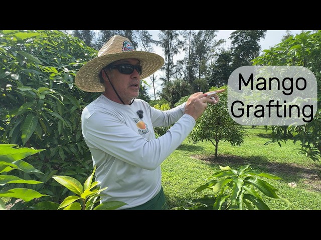 Humble Grafting 2026. The success and Failures of grafting