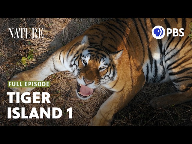 Tiger Island: Part One | PBS Nature | Full Documentary