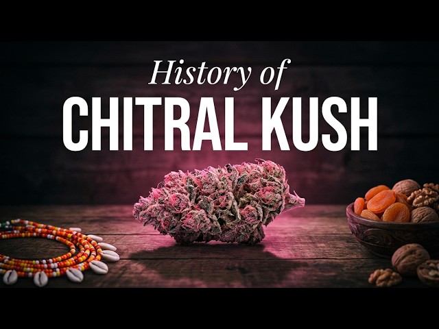 Chitral Kush: The Pakistani Landrace That Turns Pink