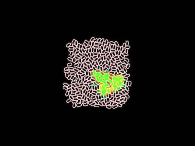 Pattern Formation