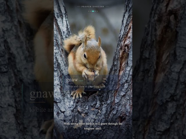 The Red Squirrel: 6 Words, One Woodland Acrobat 🐿️ #englishlearningclass #englishlesson