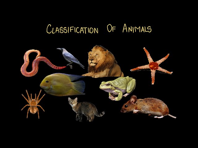 Classification of Animals | Classification of Living Organisms | Middle School |Science|Khan Academy