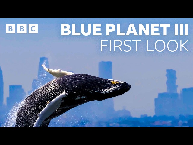 JADE x Hans Zimmer for Blue Planet III 🌊🐙🐳🐠 - BBC