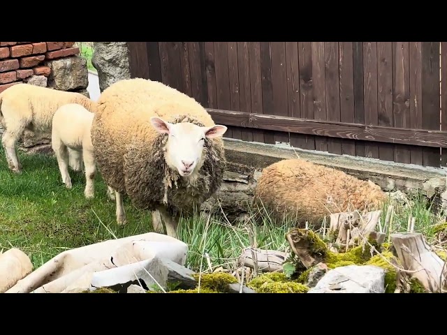 Chickens fly, sheep jump. Sudden panic on lamb farm. Lamb calming and relax video. 4K 2026 04 19