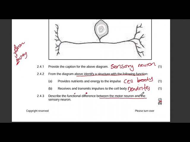 Grade 10 Neurons Animal Tissues Exam Question | Life Science| Sensory, Motor and Interneurons
