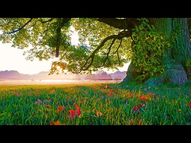 Morning Mist Relaxing Music With Birds Chirping, Study Music, Clam Meditation Music