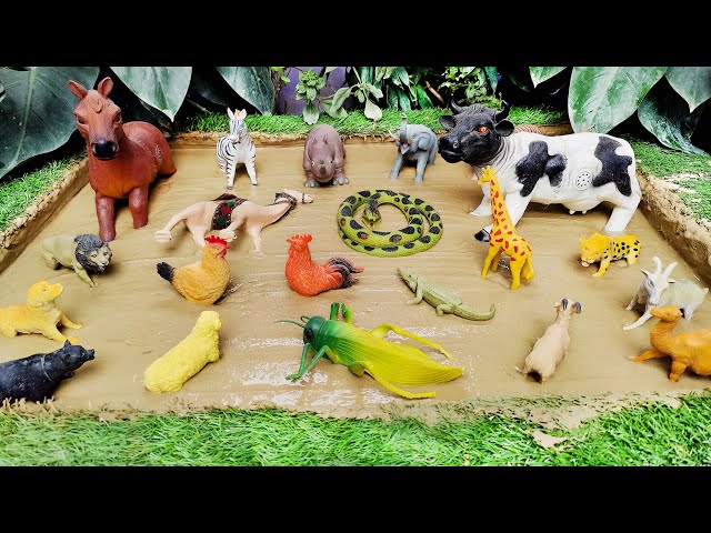 Farm & Pet Animals' Muddy Expedition for Toddlers 🐶🦜 Learning, Playing & Enjoying