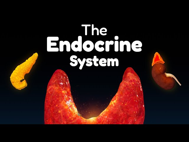The Entire Endocrine System in 45 minutes