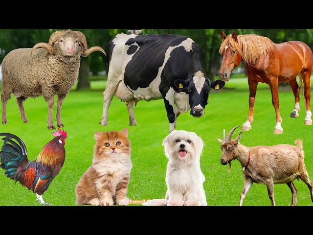 Cute Farm Animals – Cow, Pig, Sheep, Chicken, Buffalo, Cat & Dog | Relaxing Video