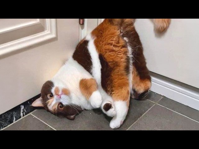 You’ll Die Laughing at These CATS 😂 Funniest Cat Videos