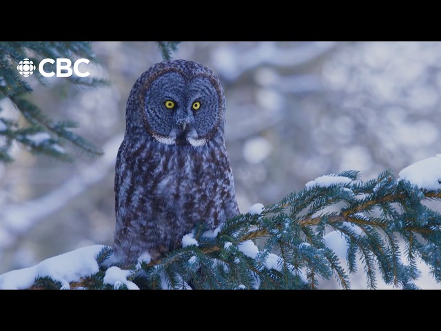 Incredible footage shows how owl uses sound to hunt under snow