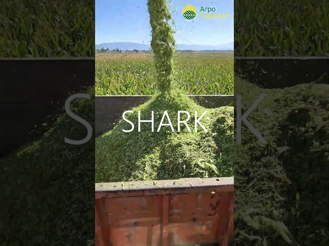 Уборка на силос | Гибрид: SHARK (ФАО 270) | c. Тендик, Кочкорский р-н | #агрогоризонт #greenlifeseed