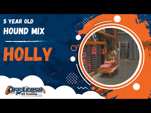 Holly | 5 Year Old Hound Mix | 1 Week Board & Train | Off Leash K9 Training, Georgia