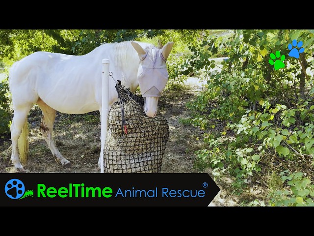 Hay Is for Horses! Inside Daily Feeding | Ruby’s Home for Good