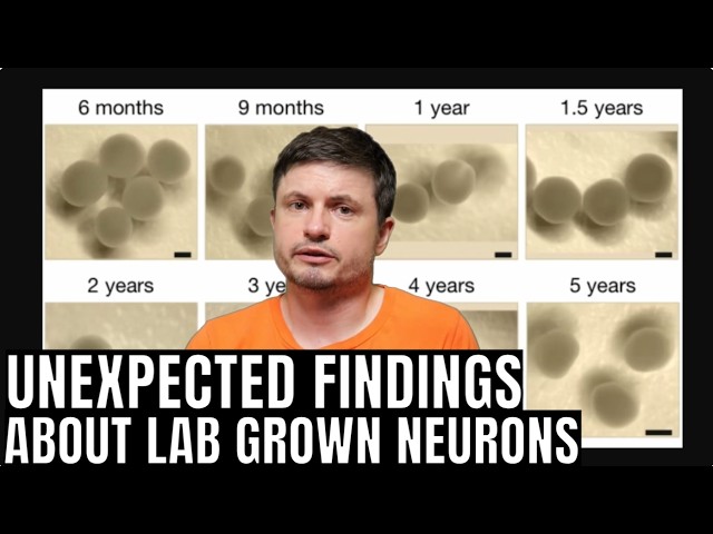 Lab-Grown Human Brain Cells Can Sense Time and Direction
